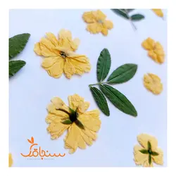 رز آبشاری(بسته های ۱۰ عددی) - فروشگاه گل خشک سنجاقک
