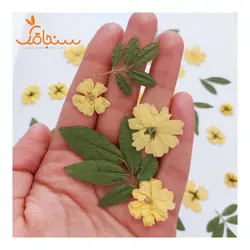 رز آبشاری(بسته های ۱۰ عددی) - فروشگاه گل خشک سنجاقک