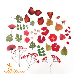 پک پرس شده رنگ قرمز - فروشگاه گل خشک سنجاقک