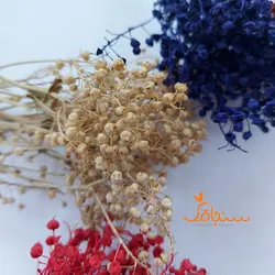 عدسی - فروشگاه گل خشک سنجاقک