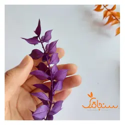 پک برگ جز - فروشگاه گل خشک سنجاقک