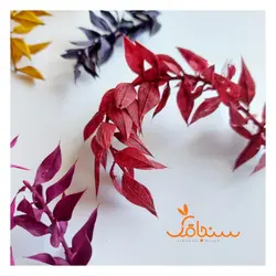 پک برگ جز - فروشگاه گل خشک سنجاقک
