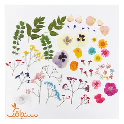 پک پرس شده رنگ ترکیبی - فروشگاه گل خشک سنجاقک