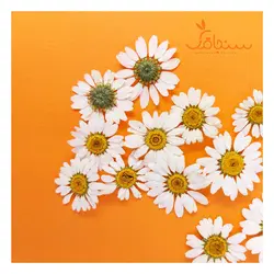 بابونه خارجی(۵ عددی) - فروشگاه گل خشک سنجاقک