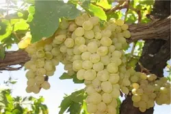 انگور عسگری
