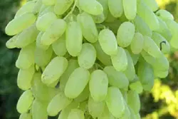 انگور کشمشی
