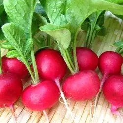 سبزی ترب