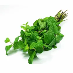 سبزی پونه