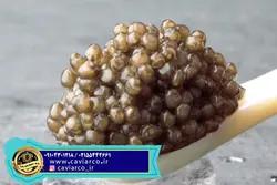 خاویار بلوگا تاپ امپریال صادراتی