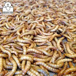 خرید کرم میل ورم خشک پت مارک 70 گرمی | دیجی فورپت