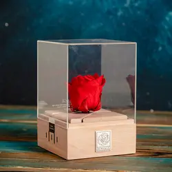 رز جاودان موزیکال کوکی rossage موزیک Amelie