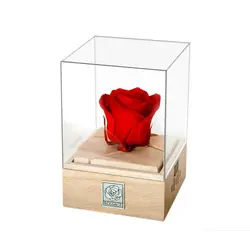 رز جاودان موزیکال کوکی rossage موزیک Amelie