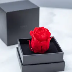 رز جاودان ورا