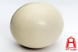 تخم شتر مرغ ( عددی )