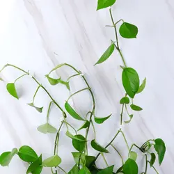 خرید گیره پتوس نگهدارنده شاخه گل و گیاه بسته 20 عددی کد T10 - فروشگاه خلاق شاپ