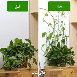 خرید گیره پتوس نگهدارنده شاخه گل و گیاه بسته 20 عددی کد T10 - فروشگاه خلاق شاپ
