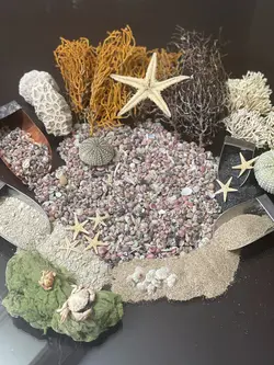 ماسه طبیعی دریا رنگ کرمی وزن 100 گرم