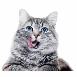 خرید آنلاین غذای خشک گربه بالغ جوسرا مدل NatureCat تمامی نژادها بسته بندی 10 کیلوگرم با قیمت مناسب