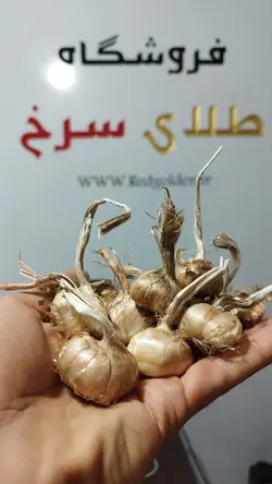 پیاز زعفران گلخانه ای