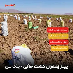 پیاز زعفران تناژ | مخصوص کشت سنتی