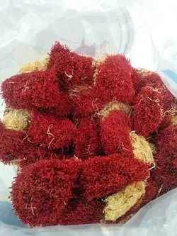 زعفران دسته (دختر پیچ) قائنات [ 1 کیلو ]