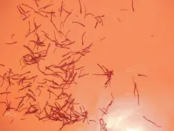 زعفران سرگل قائنات [ 1 گرم ]