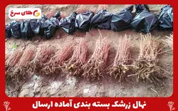 نهال زرشک بیدانه قاینات