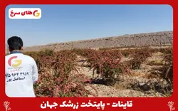 نهال زرشک بیدانه قاینات