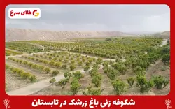 نهال زرشک بیدانه قاینات