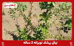 نهال زرشک بیدانه قاینات