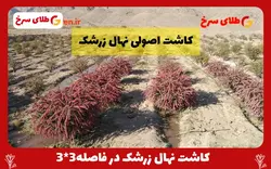 نهال زرشک بیدانه قاینات