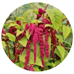 بذر گل آشلانتوس