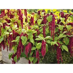 بذر گل آشلانتوس