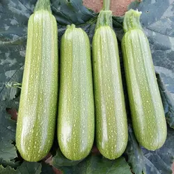 بذر کدو خورشتی