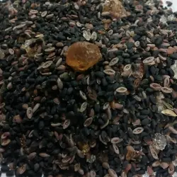 چهار تخمه (100 گرمی)