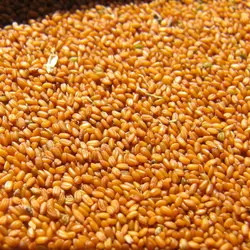 خاکشیر (100 گرمی)