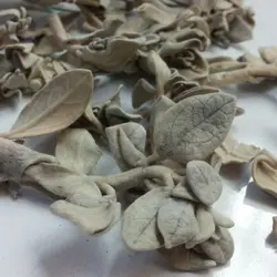 گیاه پولک (پولکی) (50 گرمی)