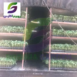 نشاء بادمجان