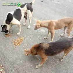 کمک به حیوانات بی سرپرست و خیابانی