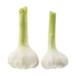 سیر تازه