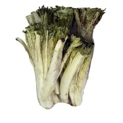 کنگر