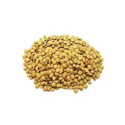 عدس ریز