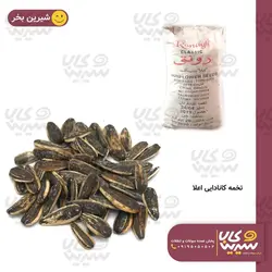 تخمه کانادایی اعلاء