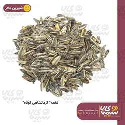 تخمه آفتابگردان کرمانشاهی کوتاه