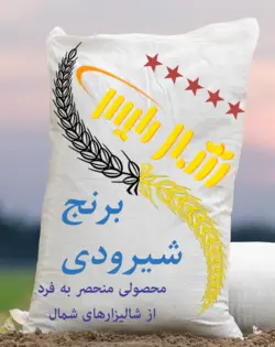 خرید برنج شیرودی درجه یک