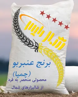 خرید برنج عنبربو