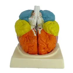 مولاژ ۲ قسمتی رنگی - طب دائم - TebDaem