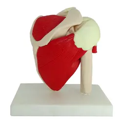 مولاژ استخوان کتف بانمایش ماهیچه - طب دائم - TebDaem