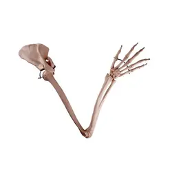 مولاژ استخوان بندی اسکلت دست انسان - طب دائم - TebDaem