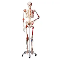 مولاژ اسکلت ۱/۱ رنگی طبیعی - طب دائم - TebDaem